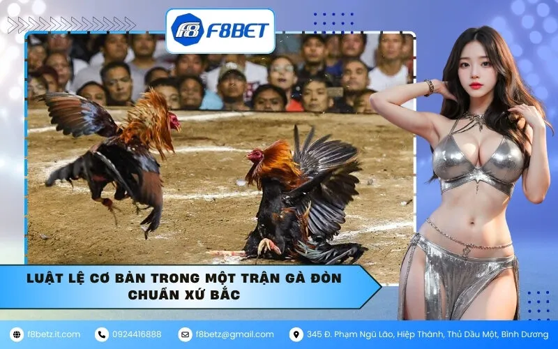 Luật lệ cơ bản trong một trận gà đòn chuẩn xứ Bắc